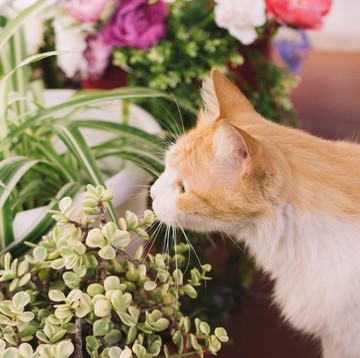 Hati-Hati, 7 Tanaman Ini Bisa Berbahaya untuk Kucing