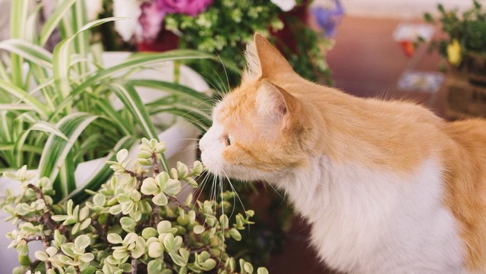 Hati-Hati, 7 Tanaman Ini Bisa Berbahaya untuk Kucing