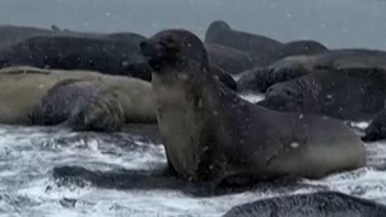 Populasi Anjing Laut Betina Turun Drastis Imbas Flu Burung Antartika