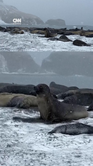Populasi Anjing Laut Betina Turun Drastis Imbas Flu Burung Antartika