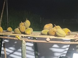 Cicipi Durian dari Empat Lawang, Dagingnya Manis-Harganya Mulai Rp 10.000
