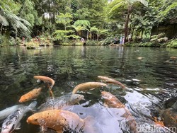 Wisata Green Paradise Berkonsep Menyatu dengan Alam di Pagar Alam