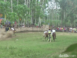 Serunya Joki Cilik Adu Cepat di Karapan Sapi Lumajang