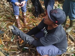 Hendak Cari Bambu, Warga di Marga Tabanan Temukan Ular King Kobra