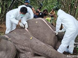 Gajah Sumatera Bernama Dona Ditemukan Mati di TN Way Kambas