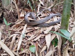 Merinding! King Cobra Kembali Ditemukan Erami 32 Telur di Tabanan