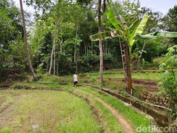 Viral Pria Ditandu Pakai Kursi Susuri Sawah di Gunungkidul, Ini Kata Keluarga