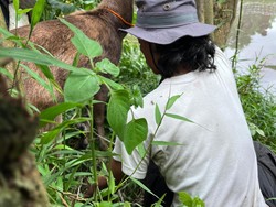 Rusa Timor yang Viral Berkeliaran di Jalanan Sleman Berhasil Ditangkap