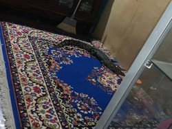 Geger Buaya 1,5 Meter Masuk Rumah Warga di Palu