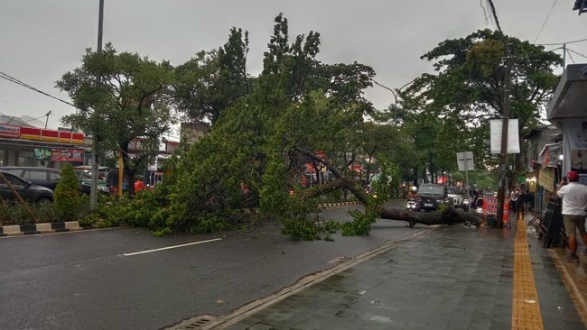 Hujan deras di Kota Tangerang Selatan menyebabkan pohon tumbang, longsor, dan 18 titik banjir. Ratusan keluarga terdampak.