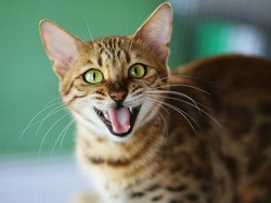 Cara Mengatasi Kucing Birahi Tanpa Dikawinkan agar Tidak Berisik, Ini Tipsnya