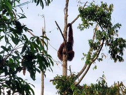 Orang Utan Masuk ke Kebun Warga Kayong Utara Bikin Waswas