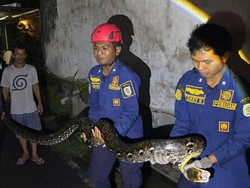 Piton 4 Meter Ditangkap Usai Kepergok Makan Ayam di Banyon Klaten