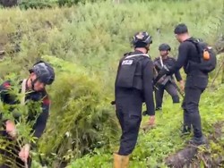 Awal Mula Penemuan Ladang Ganja 51,75 Hektare di Aceh hingga Dimusnahkan