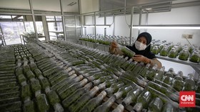 FOTO: Melihat Lebih Dekat Laboratorium Pembibitan Anggrek Lebak Bulus
