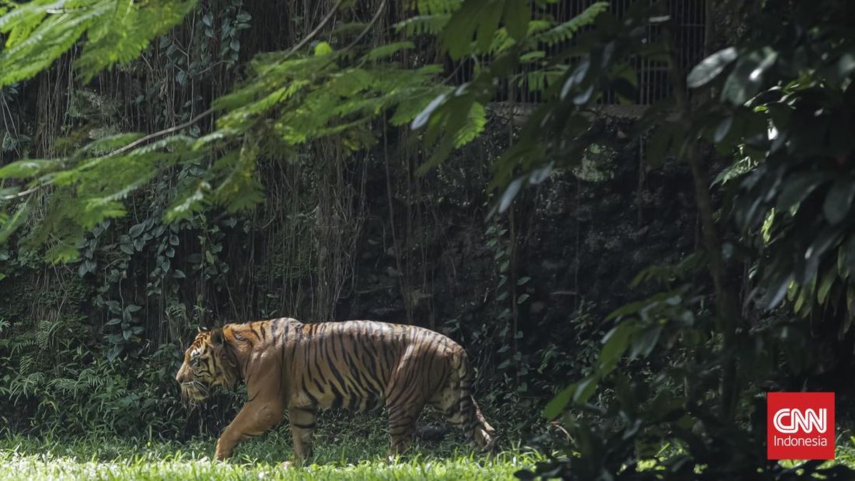 Pramono Curiga Penyebar Video Harimau Kurus Tak Suka Ragunan Dibenahi