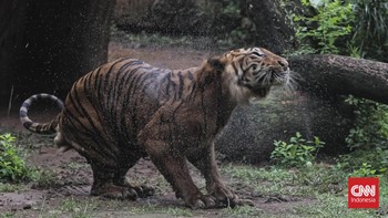 FOTO: Penampakan Harimau Sumatera di Ragunan yang Viral Disebut Kurus