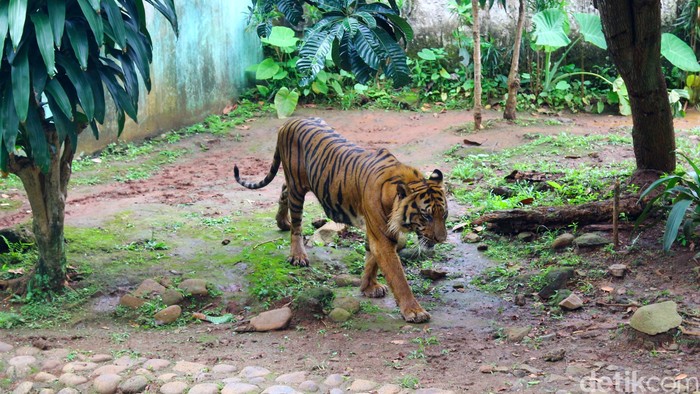 Seekor harimau Sumatera bernama Srideli mendadak menjadi sorotan publik setelah sebuah video yang menampilkan tubuhnya terlihat kurus beredar luas di media sosial. Warganet ramai mempertanyakan kondisi satwa berusia 11 tahun itu, bahkan muncul dugaan bahwa ia tidak mendapat pakan yang cukup.