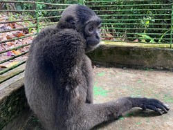 Menjenguk Owa Gollum yang Dulu Kurus Kering, Kini Siap Pra-Rilis