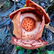 Heboh Oxford University Tuai Kritik Gegara Tak Sertakan Nama Peneliti Indonesia dalam Temuan Rafflesia Hasseltii