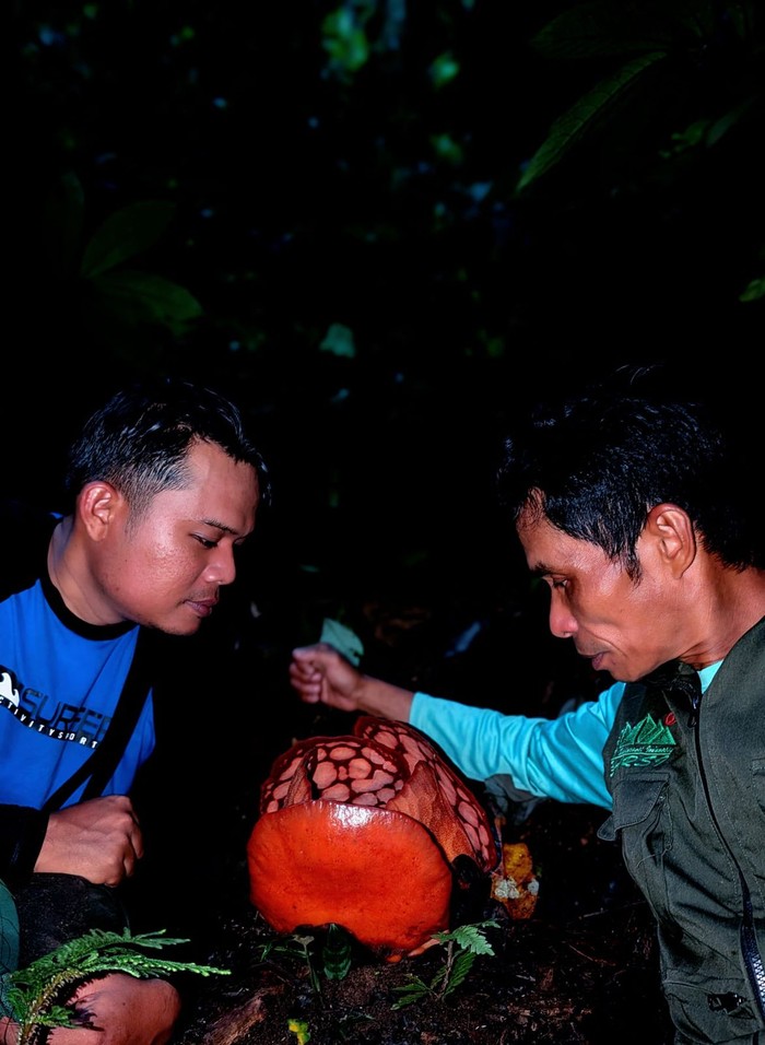 Penemuan Rafflesia hasseltii