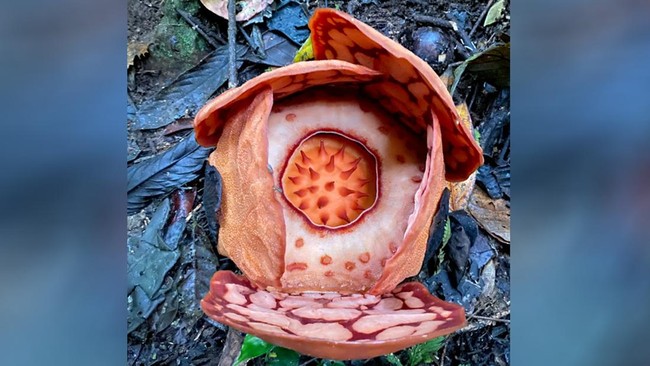 Ilmuwan berhasil menemukan spesies langka Rafflesia hasseliti, setelah 13 tahun pencarian. Bunga tersebut ditemukan di hutan Sumatera Barat.