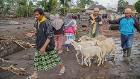 Ratusan Ternak Mati karena Material Vulkanik Erupsi Semeru