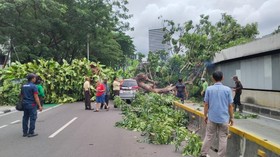 Pohon Tumbang di Jalur Tj Koridor 1 dan MRT, Perjalanan Terganggu