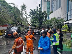 Pohon Tumbang di Jl DI Panjaitan Cawang, Lalin Macet
