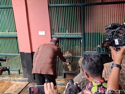 Momen Pramono Beri Pakan Harimau Ragunan Sri Deli yang Diviralkan Kurus