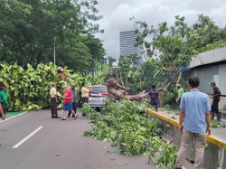 Pohon Tumbang di Senayan, Rute TransJakarta Koridor 1 Dialihkan
