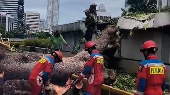 Detik-detik Pohon Tumbang Timpa Atap Jalur Bawah Tanah MRT Senayan