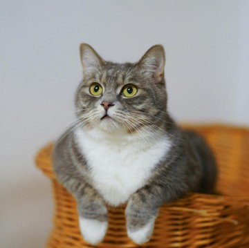 Berapa Berat Ideal Kucing agar Tetap Sehat dan Aktif? Ini Penjelasannya