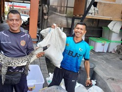 Geger Temuan Buaya Semeter Ngumpet di Gorong-gorong Badung Bali