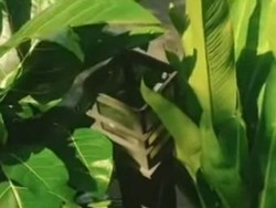 Viral Sejumlah Lampu Taman di Cibinong Bogor Hilang Diduga Dicuri