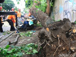 2 Korban Tertimpa Pohon di Ring Road Monjali Sleman Meninggal