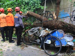 Pilu Sejoli di Becak Tewas Tertimpa Pohon di Ring Road Monjali