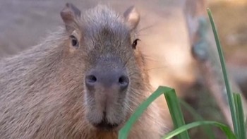 Gemasnya Dua Kapibara Jajal Rumah Baru di London