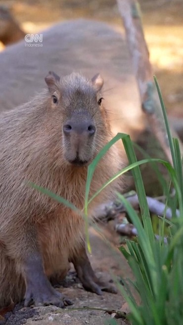 Gemasnya Dua Kapibara Jajal Rumah Baru di London