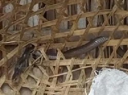 Luka Parah, Kobra Jawa Terjepit di Kandang Kambing Cawas Klaten