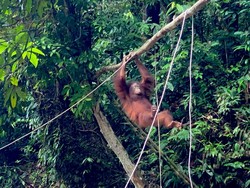 Pelepasliaran Artemis dan Gieke, 2 Orang Utan yang Lahir di Sekolah Hutan
