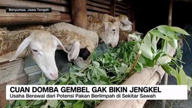 VIDEO: Cuan Domba Gembel Gak Bikin Jengkel