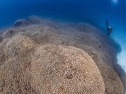 Terumbu Karang Hewan atau Tumbuhan? Ini Fakta Si Raksasa di Lautan