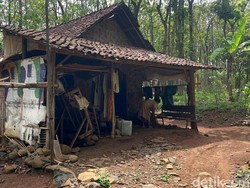 Tiga Keluarga Manusia Hutan yang Hidup di Pedalaman Mojokerto-Jombang