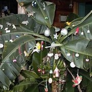 Mengenal Tradisi Menghias Pohon Mangga saat Perayaan Natal di India