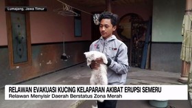 VIDEO: Relawan Evakuasi Kucing Kelaparan Akibat Erupsi Semeru