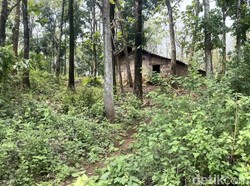 Alasan Manusia Hutan Mojokerto-Jombang 10 Tahun Hidup di Pedalaman