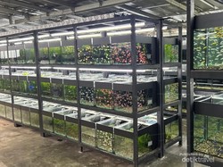 Nickz Aquascape, Ruang Kehidupan Mini di Balik Kaca