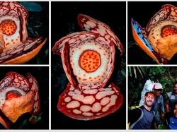 Video: Sudah Sejauh Mana Progres Riset Rafflesia di Indonesia?