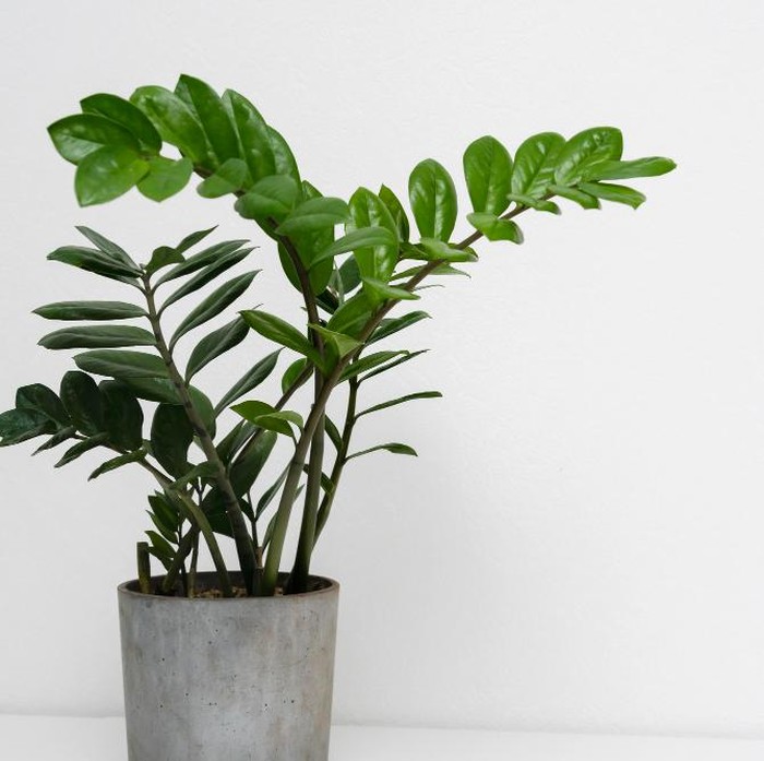 Benda pertama yang tidak boleh kamu simpan di atas kulkas adalah tanaman. Meskipun meletakkan tanaman bisa menjadikannya dekorasi yang indah, namun menyimpan tanaman di atas kulkas tidak akan bisa membuat mereka berkembang.